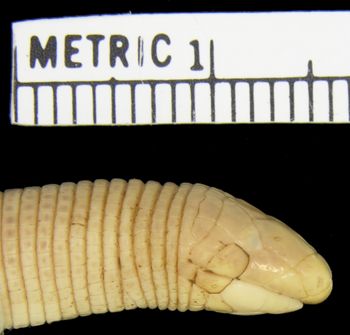 Media type: image; Herpetology R-67020